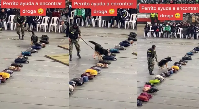 Escena del perro buscando droga se hizo viral en TikTok. Escena del perro buscando droga se hizo viral en TikTok.