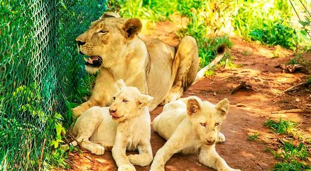 Según los informes, el león adulto se abalanzó sobre el hombre tan pronto como lo vio entrar al recinto.