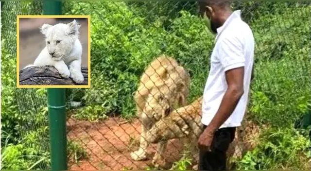 Tras la tragedia, empleados del zoológico retiraron de la jaula a los felinos para rescatar el cuerpo.
