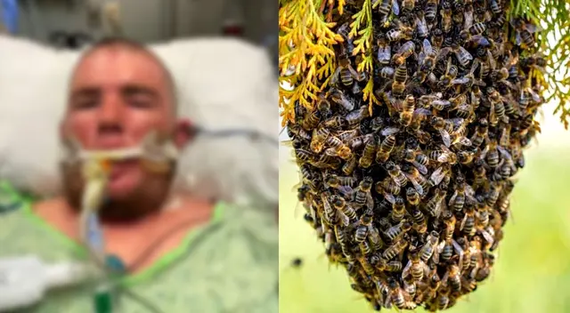 Según la madre del joven, ingirió 30 abejas.