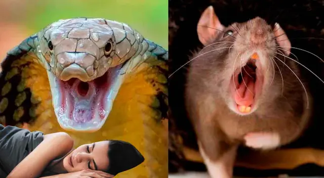 Conoce aquí los sueños más frecuentes.