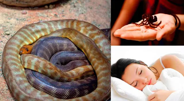 Conoce en esta nota los diferentes significados de soñar con animales raros.