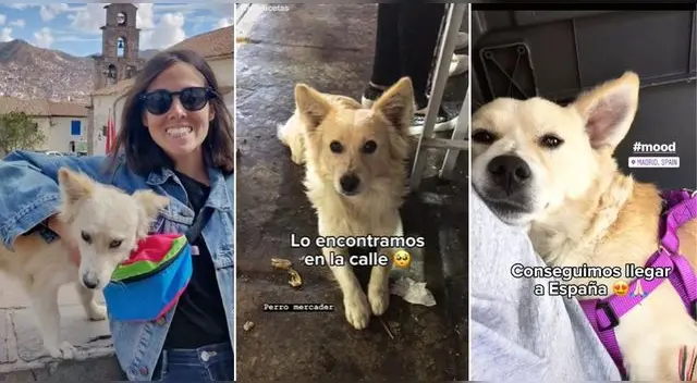 Los ciudadanos extranjeros visitaron nuestro país y se terminaron llevando a un perrito callejero que los seguía a todos lados. Los ciudadanos extranjeros visitaron nuestro país y se terminaron llevando a un perrito callejero que los seguía a todos lados.