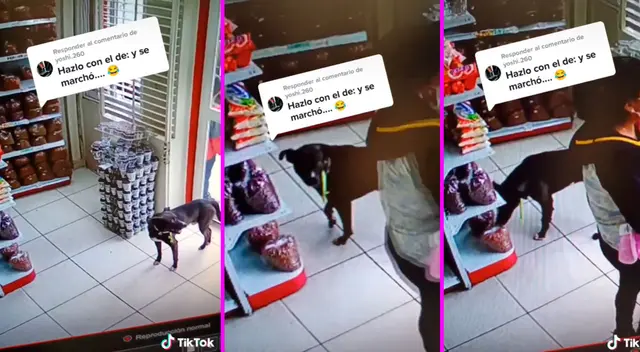El perrito se llevó toda una bolsa de comida. El perrito se llevó toda una bolsa de comida.