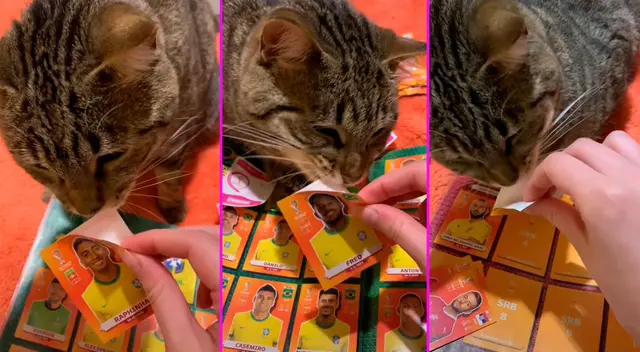 El gatito ayudó a su dueña a pegar sus figuritas. El gatito ayudó a su dueña a pegar sus figuritas.