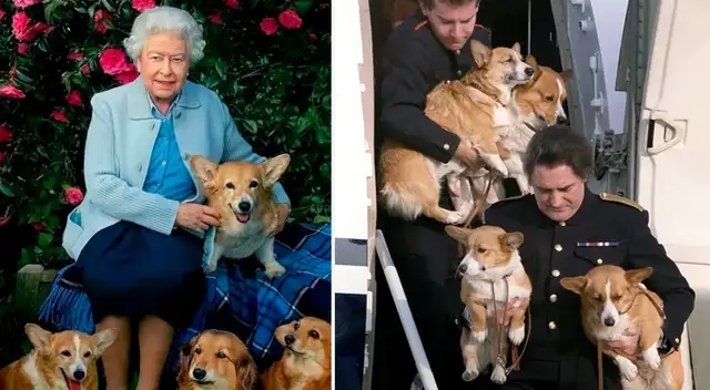 Los corgis fueron las mascotas reales que acompañaron a la reina Isabel II toda su vida.