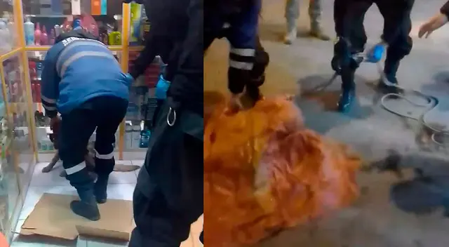 Serenazgo de Lurín atropelló a perro y vecinos piden información del animal. Serenazgo de Lurín atropelló a perro y vecinos piden información del animal.