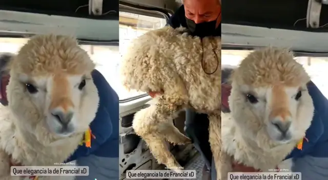 El cobrador y el chofer de la combi al parecer no tuvieron problemas que suba una llama. El cobrador y el chofer de la combi al parecer no tuvieron problemas que suba una llama.