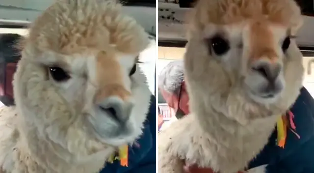 Llama viajó en micro y fue viral.