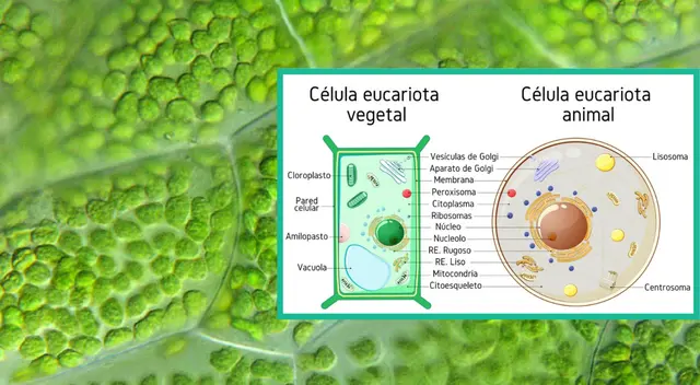 La célula vegetal tiene cloroplastos porque realiza la fotosíntesis.