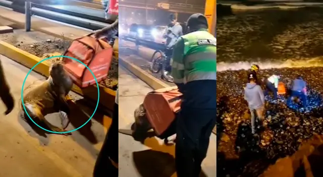 Policía orienta a lobo marino para que vuelva a playa de la Costa Verde.