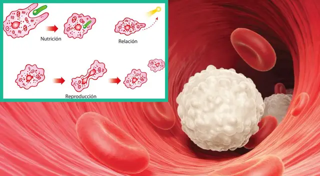 Las células combaten los agentes externos que causan enfermedades.