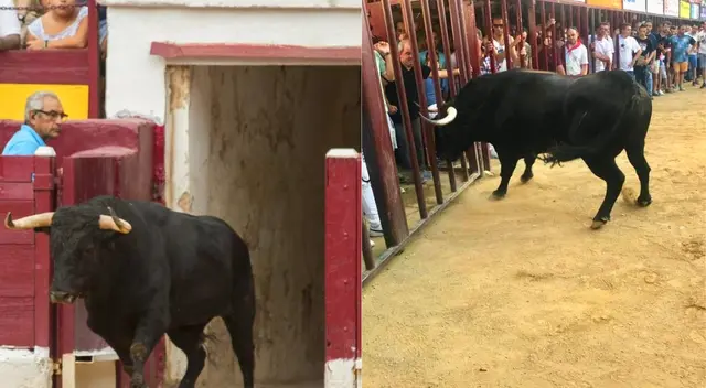 En un descuido el toro arrasó con todo en su camino. En un descuido el toro arrasó con todo en su camino.