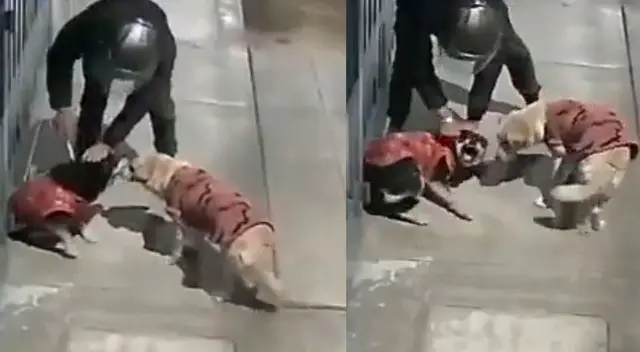 Delincuente ataca con desarmador a dos perritos en San Martín de Porres. Delincuente ataca con desarmador a dos perritos en San Martín de Porres.
