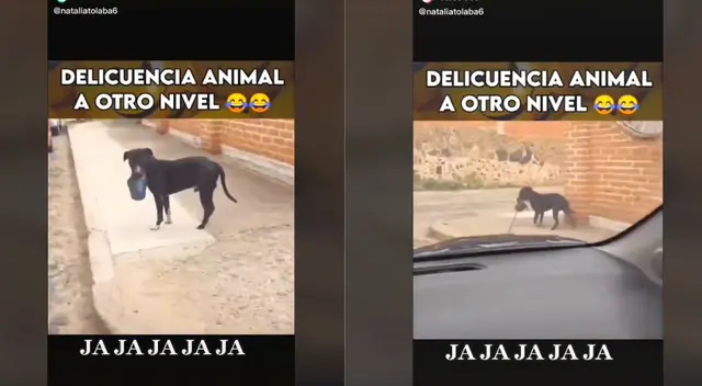 El can no cumplió su cometido. El can no cumplió su cometido.