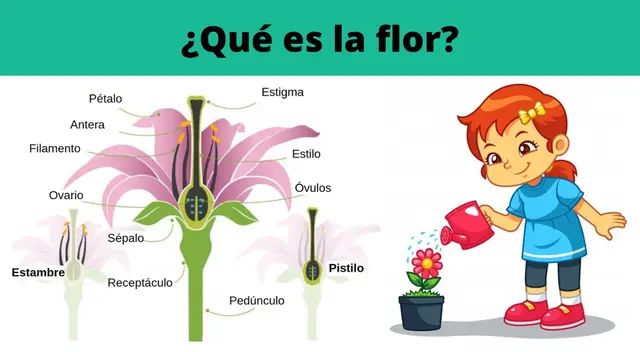 Las flores producen frutos que nos sirven de alimento.
