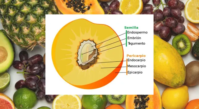 El fruto contribuye a la dispersión de semillas. El fruto contribuye a la dispersión de semillas.
