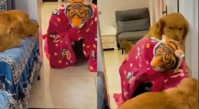 El buen olfato de los perros fue importante en este caso