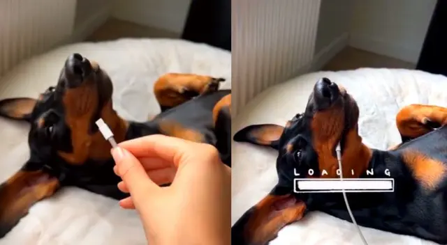 El can demostró ser inquieto durante todo el día. El can demostró ser inquieto durante todo el día.