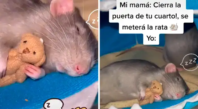 Rata se duerme como bebé.