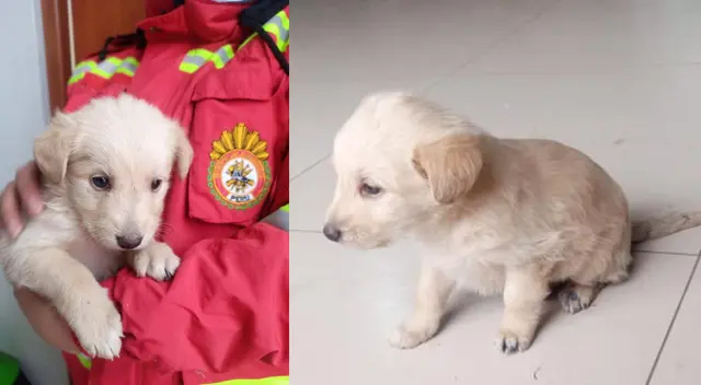 Perrito rescatado por bomberos