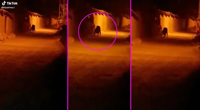 El insólito hecho fue registrado en Urubamba, Cusco. El insólito hecho fue registrado en Urubamba, Cusco.