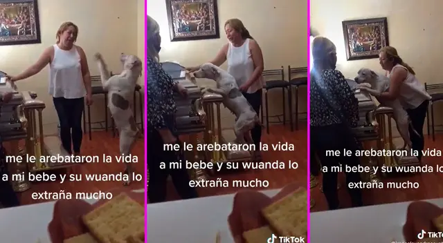 La perrita se acercó a ver el ataúd de su dueño. La perrita se acercó a ver el ataúd de su dueño.