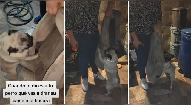 La escena conmovió a miles de usuarios en TikTok pues el perrito no quería que boten su camita viejita a la basura.