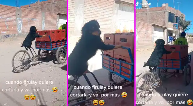 Perrito TikTok viral