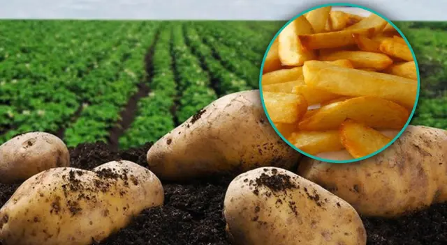 El precio de la papa subirá el próximo mes y ya no será accesible para los negocios, ni como aperitivo en el hogar.