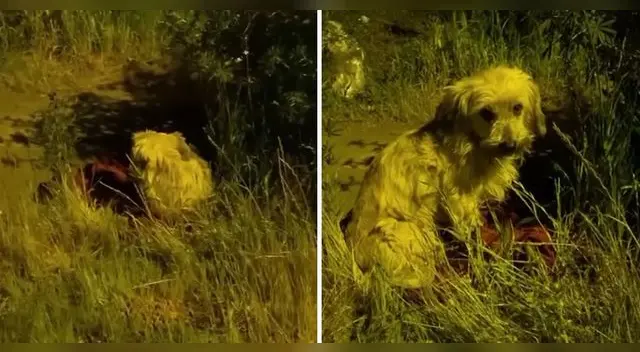 El perrito estaba sobre una mantita en la calle de Chile, temblando de miedo, frío y sin comer.