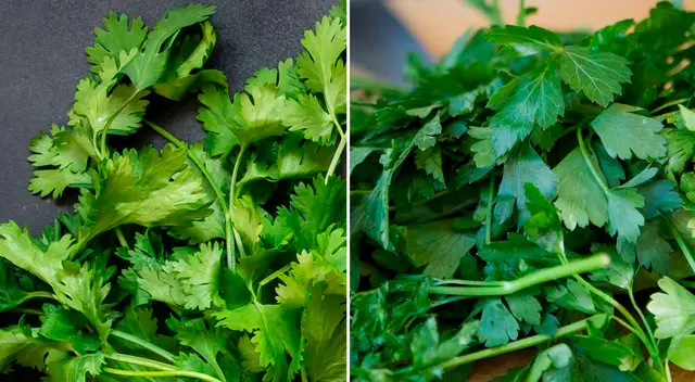 Conoce cómo diferenciar el culantro del perejil