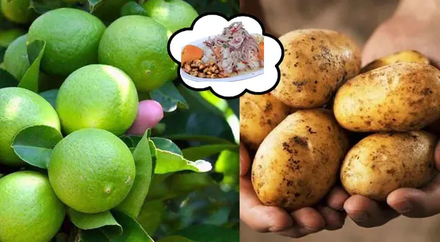 El elevado precio del limón y la papá causaría que el delicioso ceviche se encuentra por la nubes.