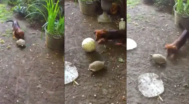 La tortuga no se quedó atrás con la pelota