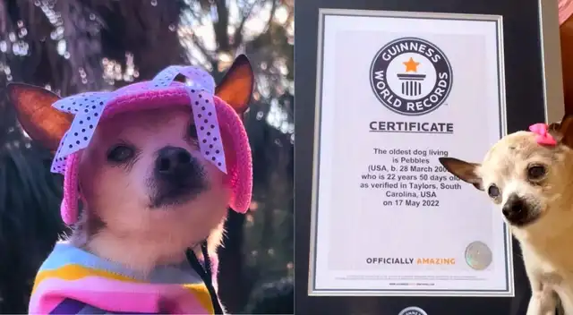 Pebbles obtuvo un premio de los récord Guinness por casi seis meses. Pebbles obtuvo un premio de los récord Guinness por casi seis meses.