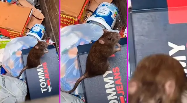 El joven pensó que la rata era dócil, pero se llevó una gran sorpresa.