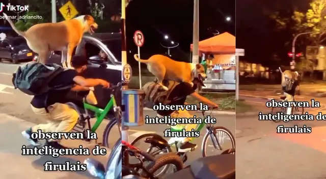 Usuarios se enternecen con las travesuras de firulais. Usuarios se enternecen con las travesuras de firulais.