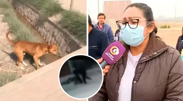 El hecho ocurrió en la zona de Las Casuarinas, Carabayllo.