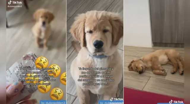 Miles de usuarios quedaron impresionados al conocer la travesura de este can.