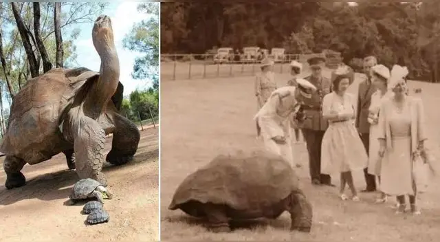 La tortuga gigante Jonathan cumplirá 190 años y lo celebrará en una de las islas más remota del mundo, Santa Elena.