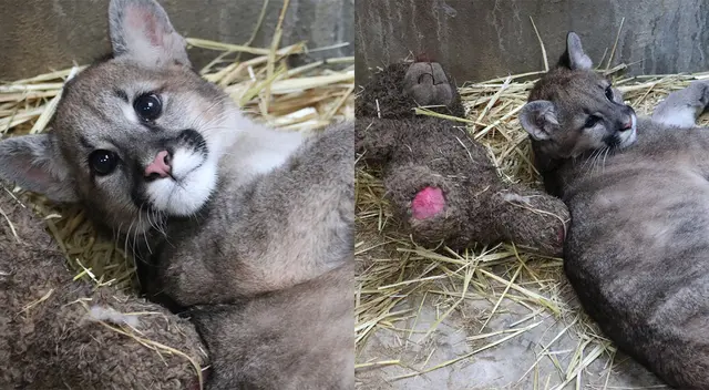 El animalito cumple con la alimentación de carnes y otras proteínas, supervisadas por los veterinarios del Zoológico Municipal.