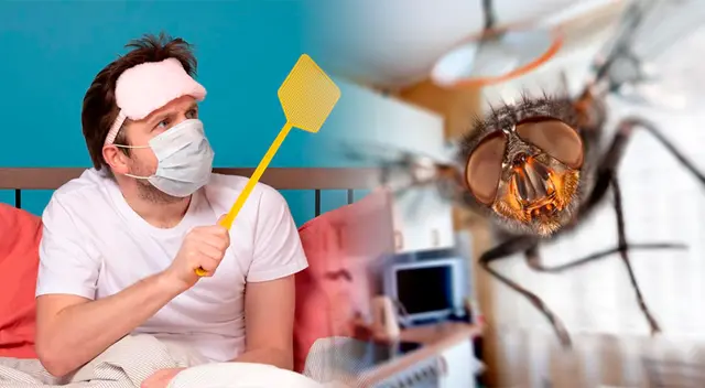 Descubre estos métodos caseros para ahuyentar a las moscas de tu casa