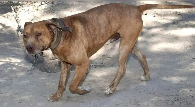 Un perro de raza pitbull mató a un cachorro y quería atacar a un niño de 11 años en Argentina.