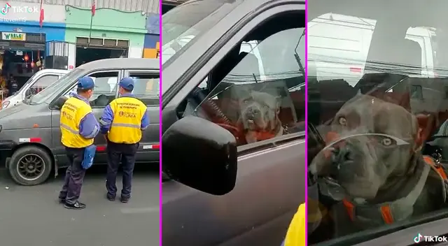 El perrito estaba esperando a su dueño en el carro.