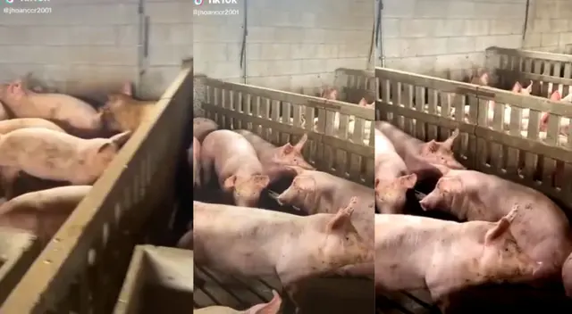 Como si fueran un ejército, todos los cerditos cumplieron la orden de su amo.