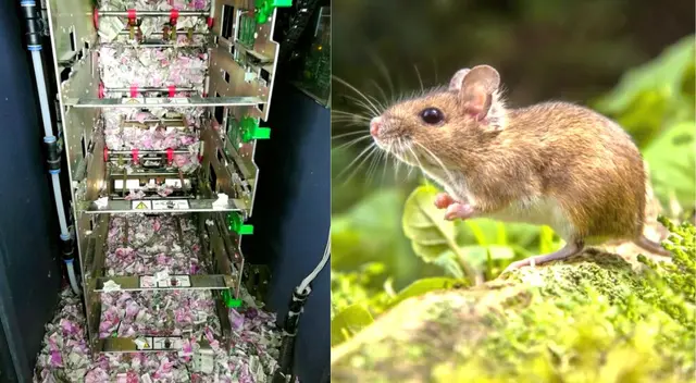 Pese al accidente en el cajero, alrededor de 25.022 dólares se recuperaron. Pese al accidente en el cajero, alrededor de 25.022 dólares se recuperaron.