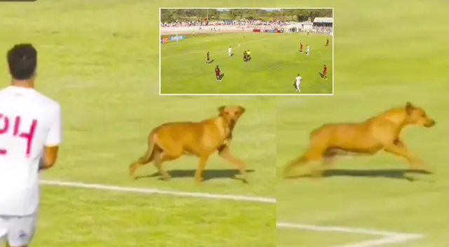 Melgar y Atlético Grau jugaron por la fecha 18 del Torneo Clausura de la Liga 1 2022, y un perro se robó la atención con su aparición.