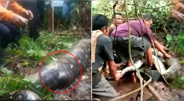 La mujer que estaba desaparecida fue encontrada dentro de una serpiente pitón de casi 7 metros en Indonesia.