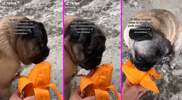 La perrita padecía de diabetes y su salud se deterioró demasiado.