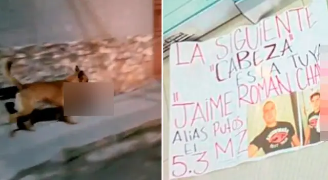 El animal recorrió las calles de Zacatecas, en México, con la cabeza en el hocico. El animal recorrió las calles de Zacatecas, en México, con la cabeza en el hocico.